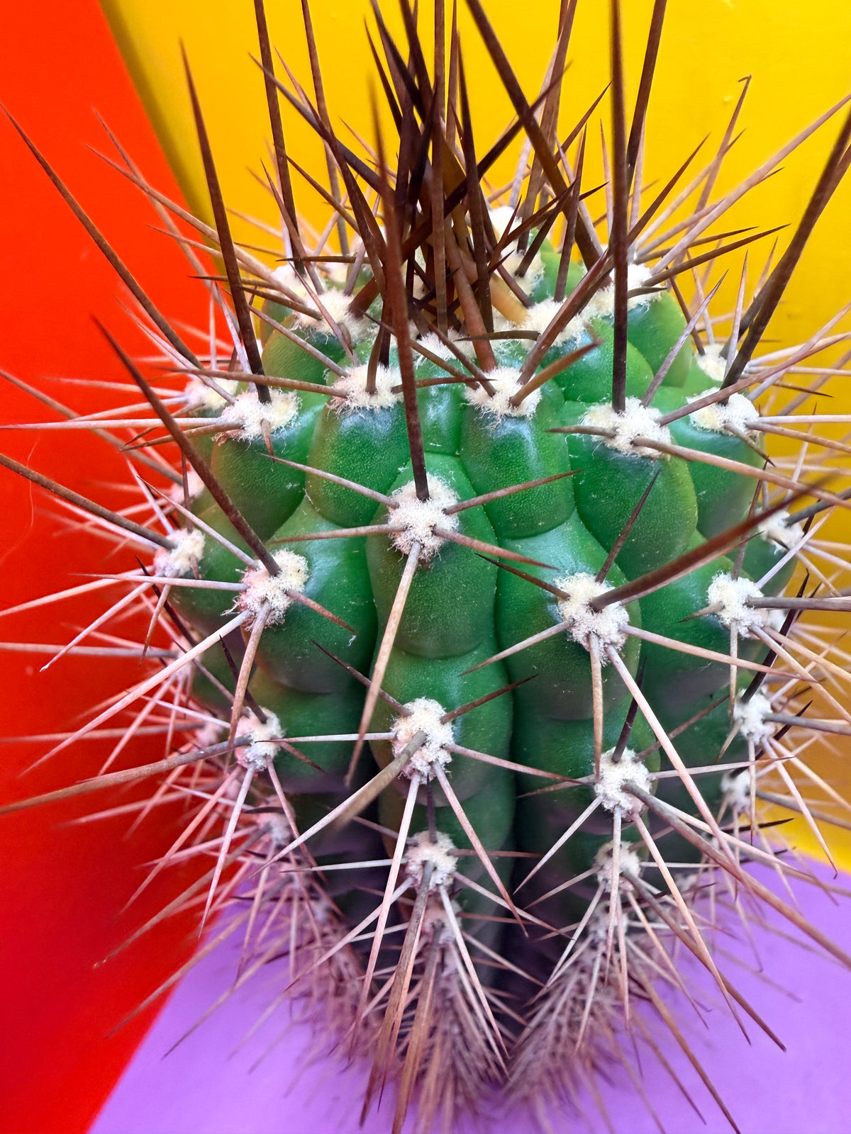 Trichocereus thelegonus