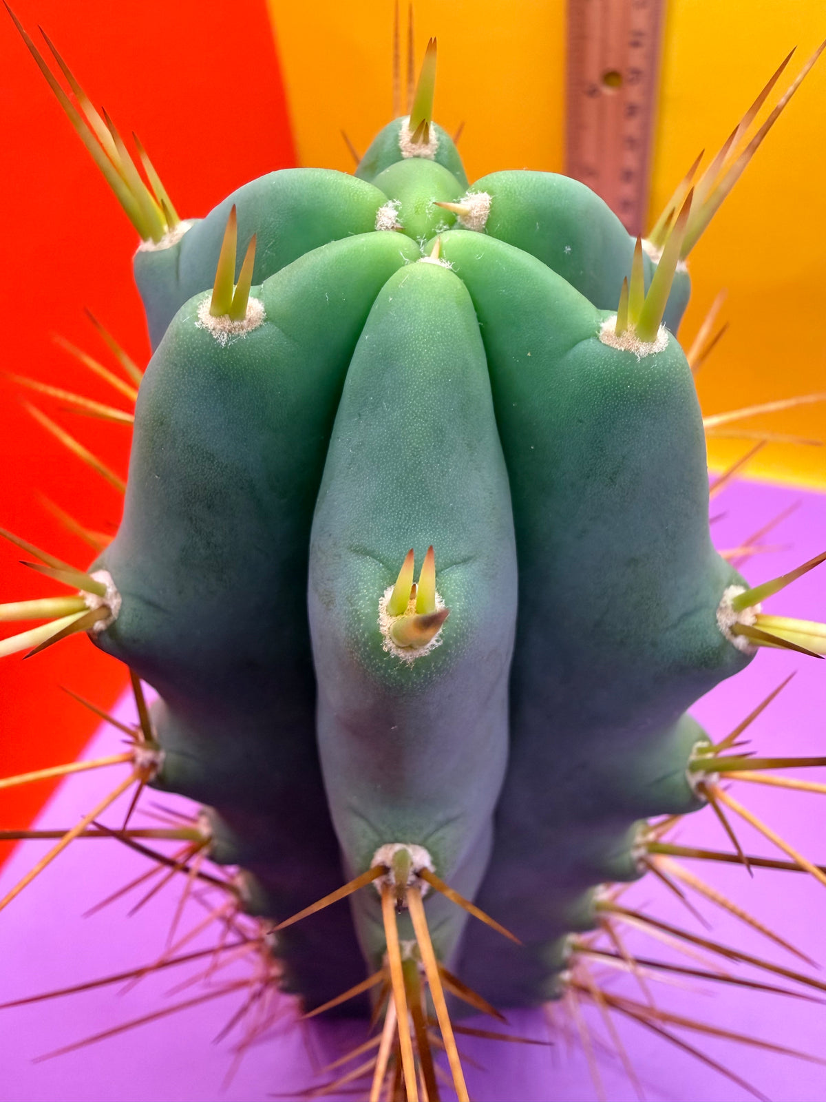 Revert Longform TBM PENISCACTUS !!!