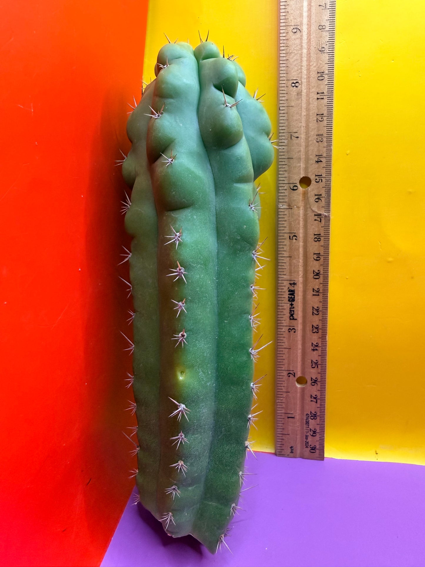 Monstrose San Pedro cactus - TPM !