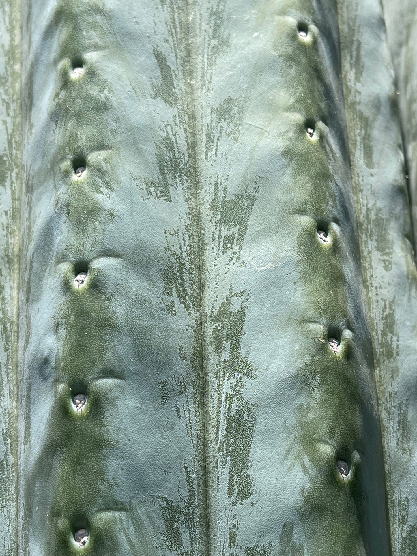 SALE !!! 100 San Pedro Cactus - “Cahuilla” O.p. seeds!!