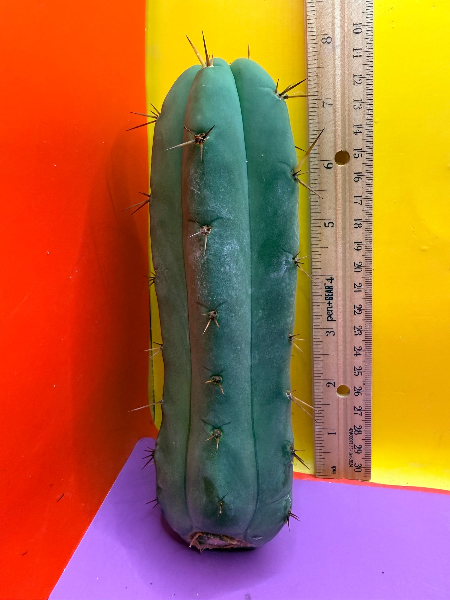 Yowie x Wowie cactus cutting