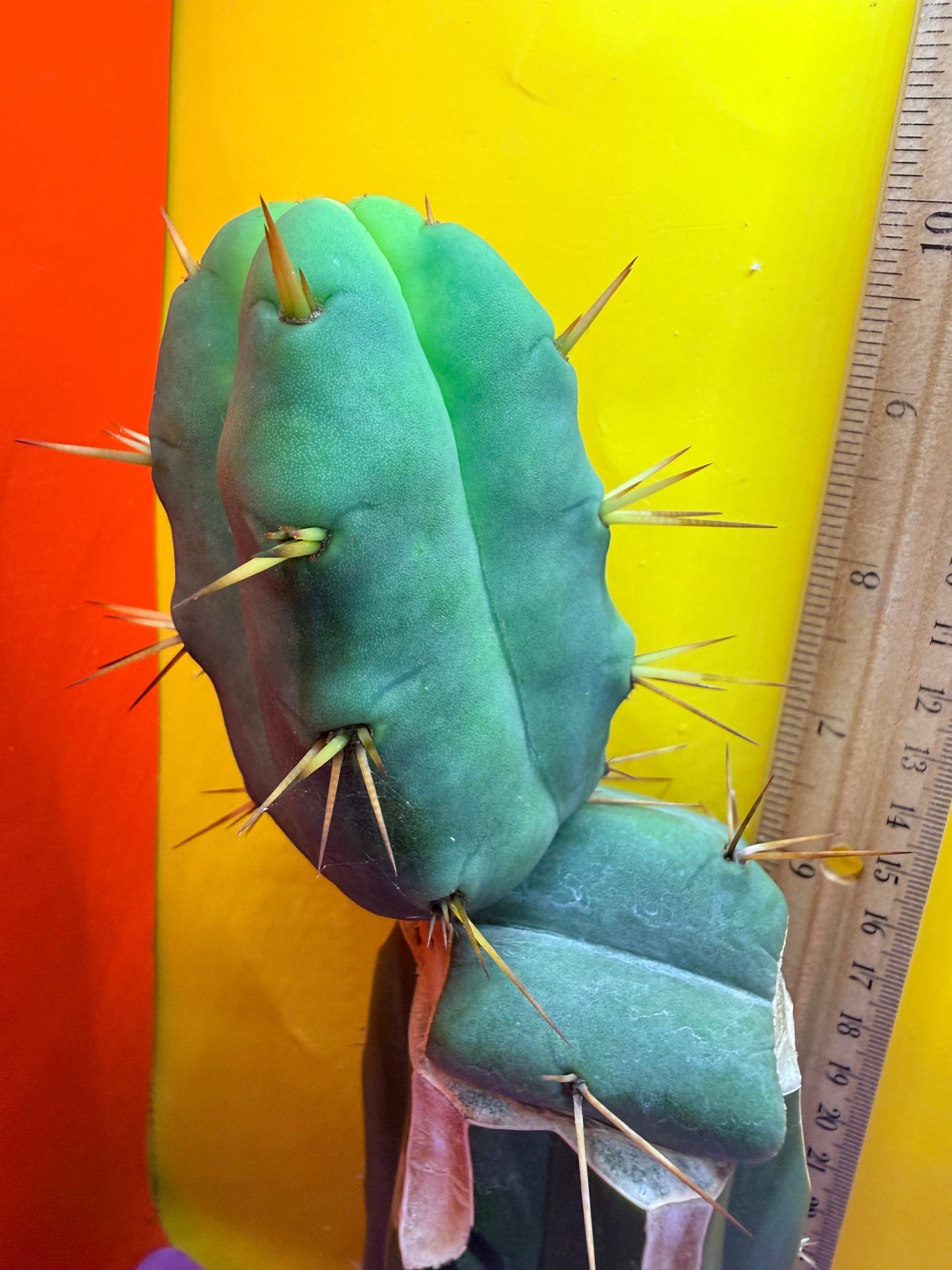 “Jimzz twin spines” 4 winds grafted cactus
