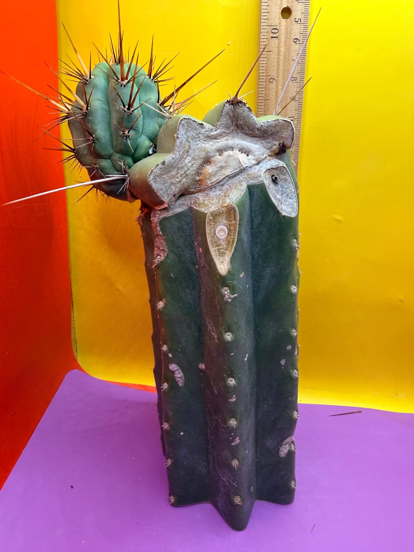Swamp Thing Graft