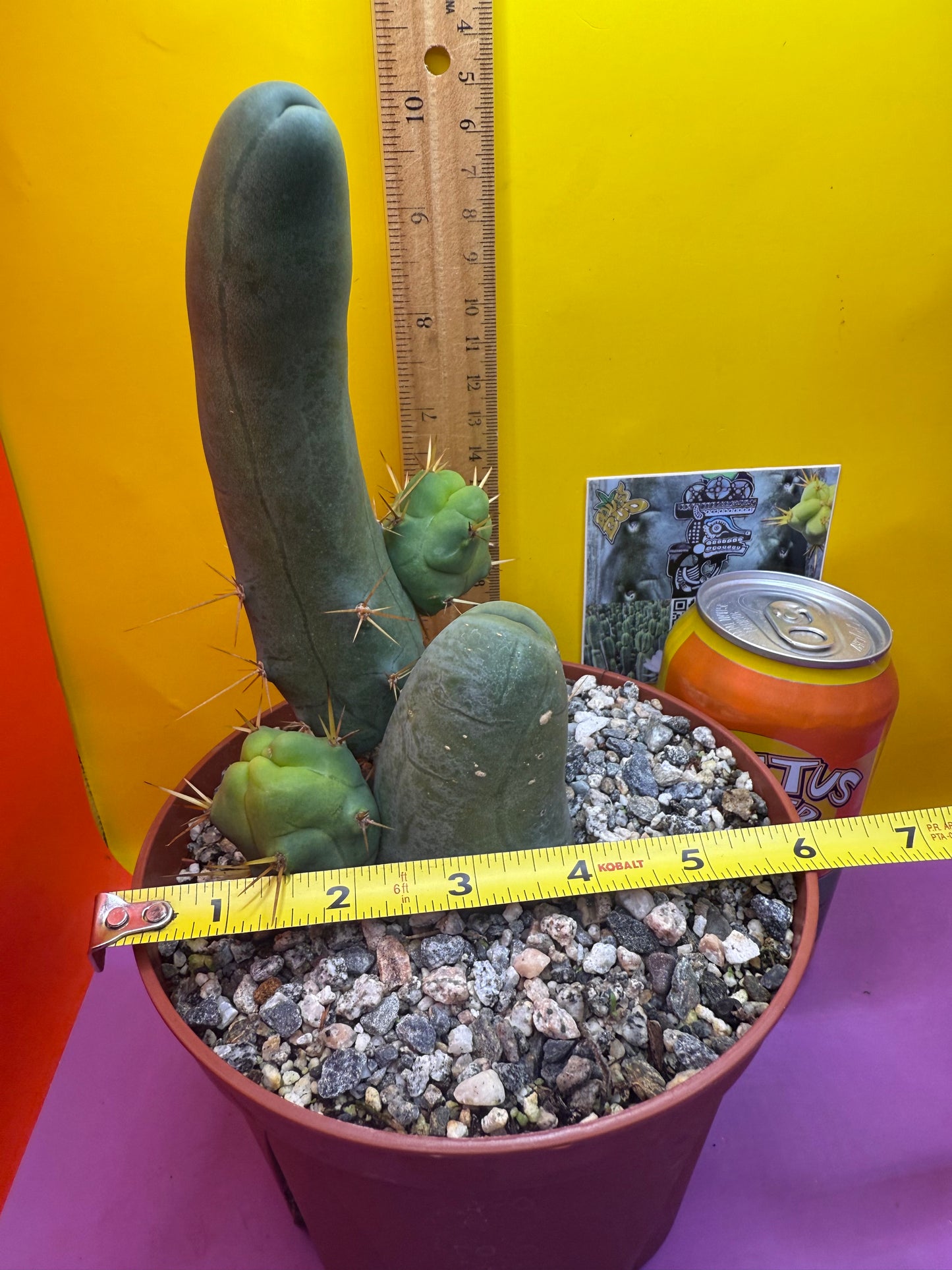 San Pedro Cactus TBM - comes in 6” wide pot !