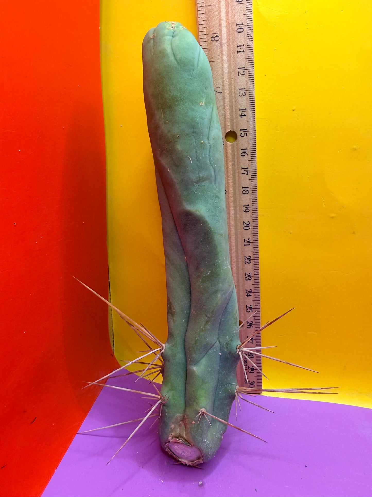 TBM-A LONG FORM CACTUS