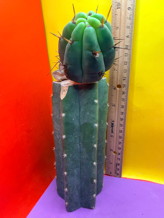 GRAFTED Pala !