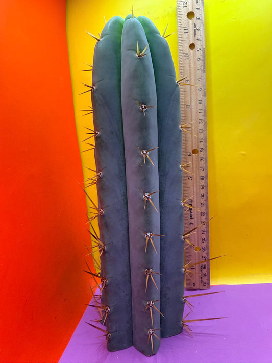 Sanpedro cactus - Tig x Yowie
