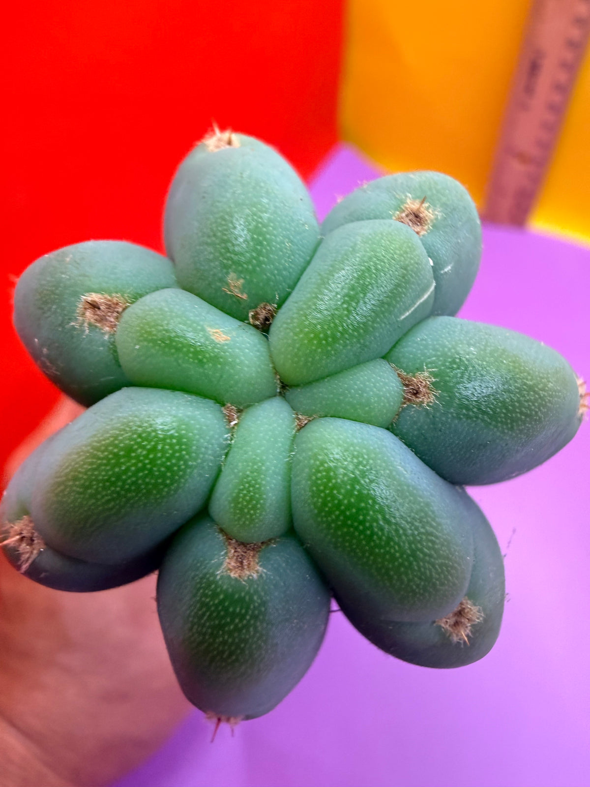 Cahuilla  !