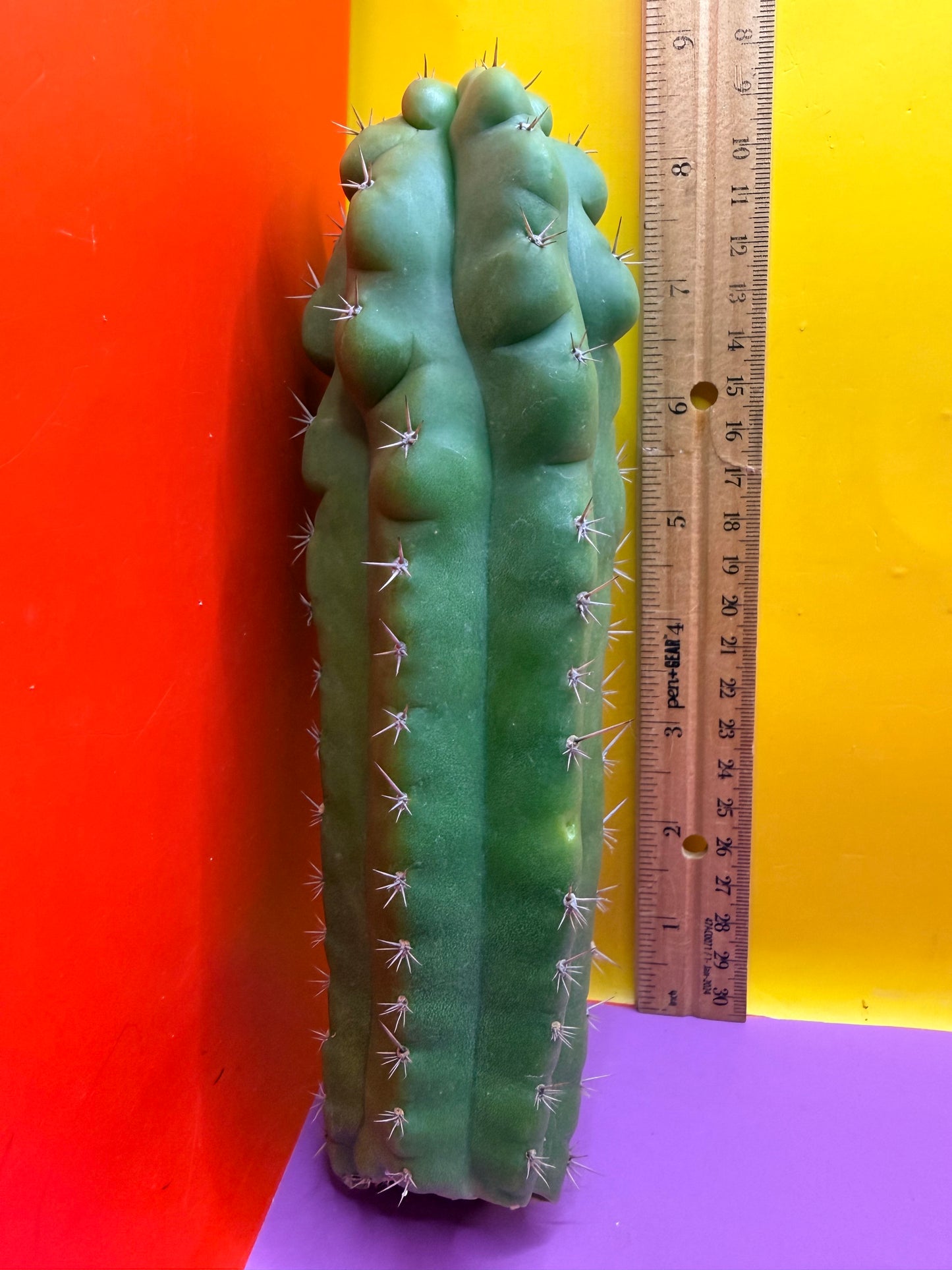 Monstrose San Pedro cactus - TPM !