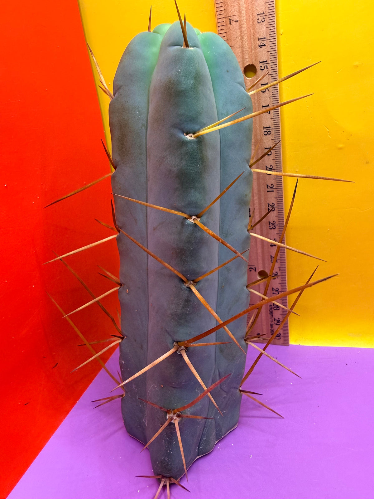 “El SERPEÑTE”