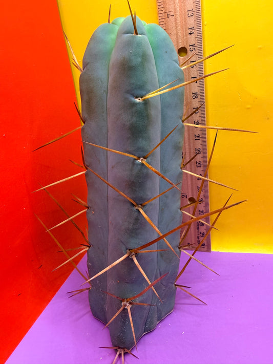 “El SERPEÑTE”