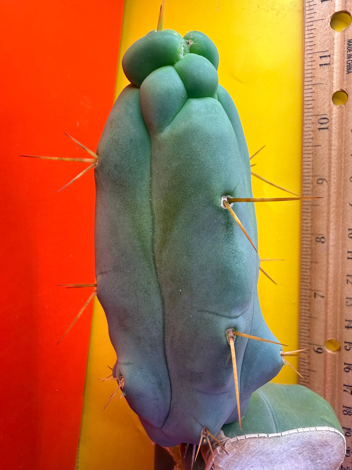 WALTS DRAGON ! 🐉 grafted cactus