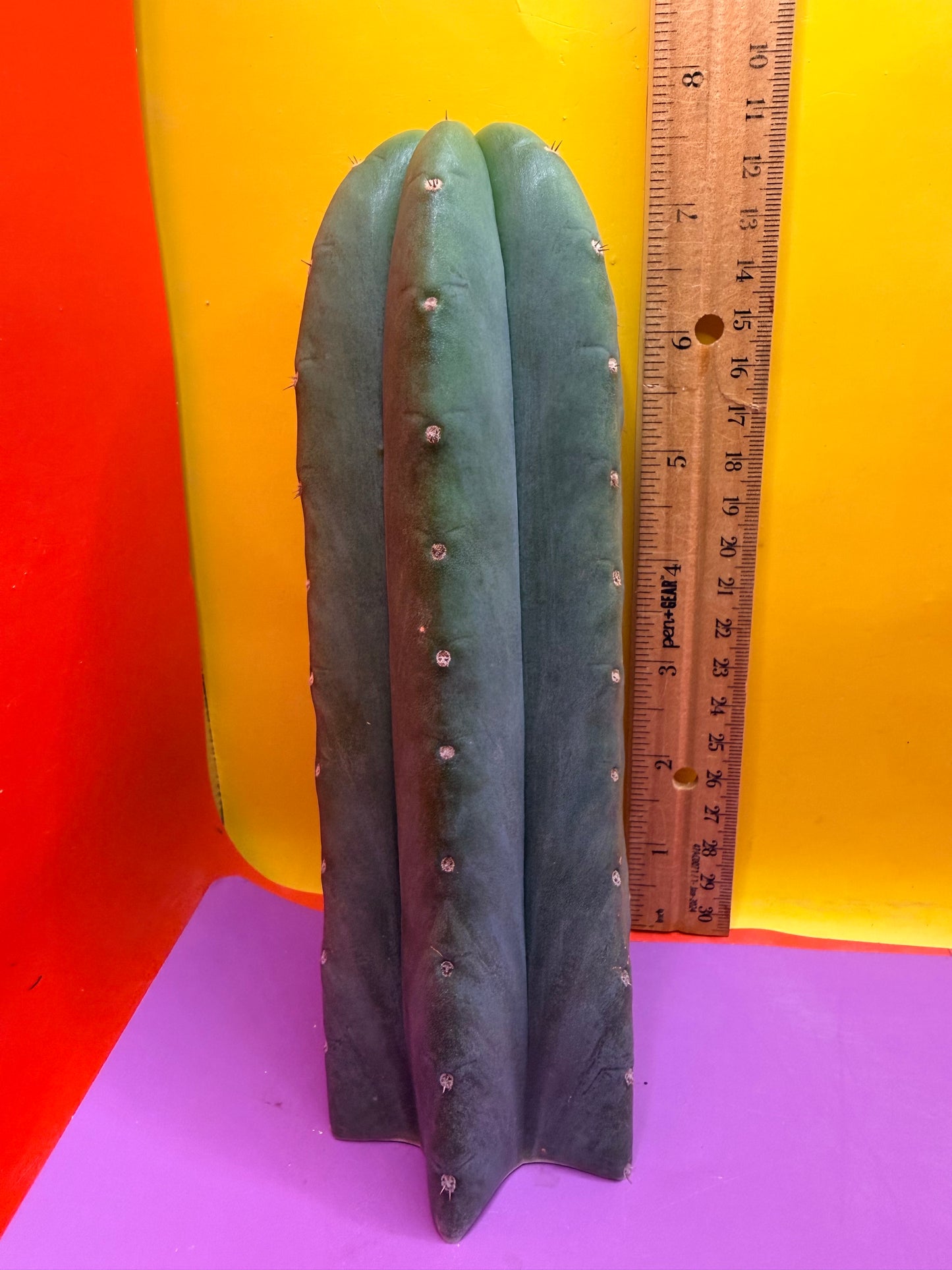 Cahuilla !!