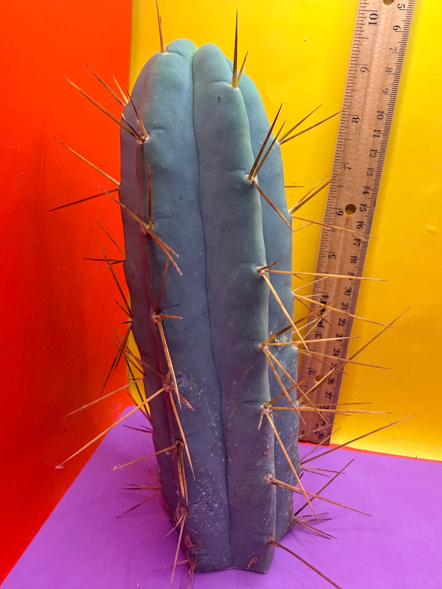Revert Longform TBM PENISCACTUS !!!
