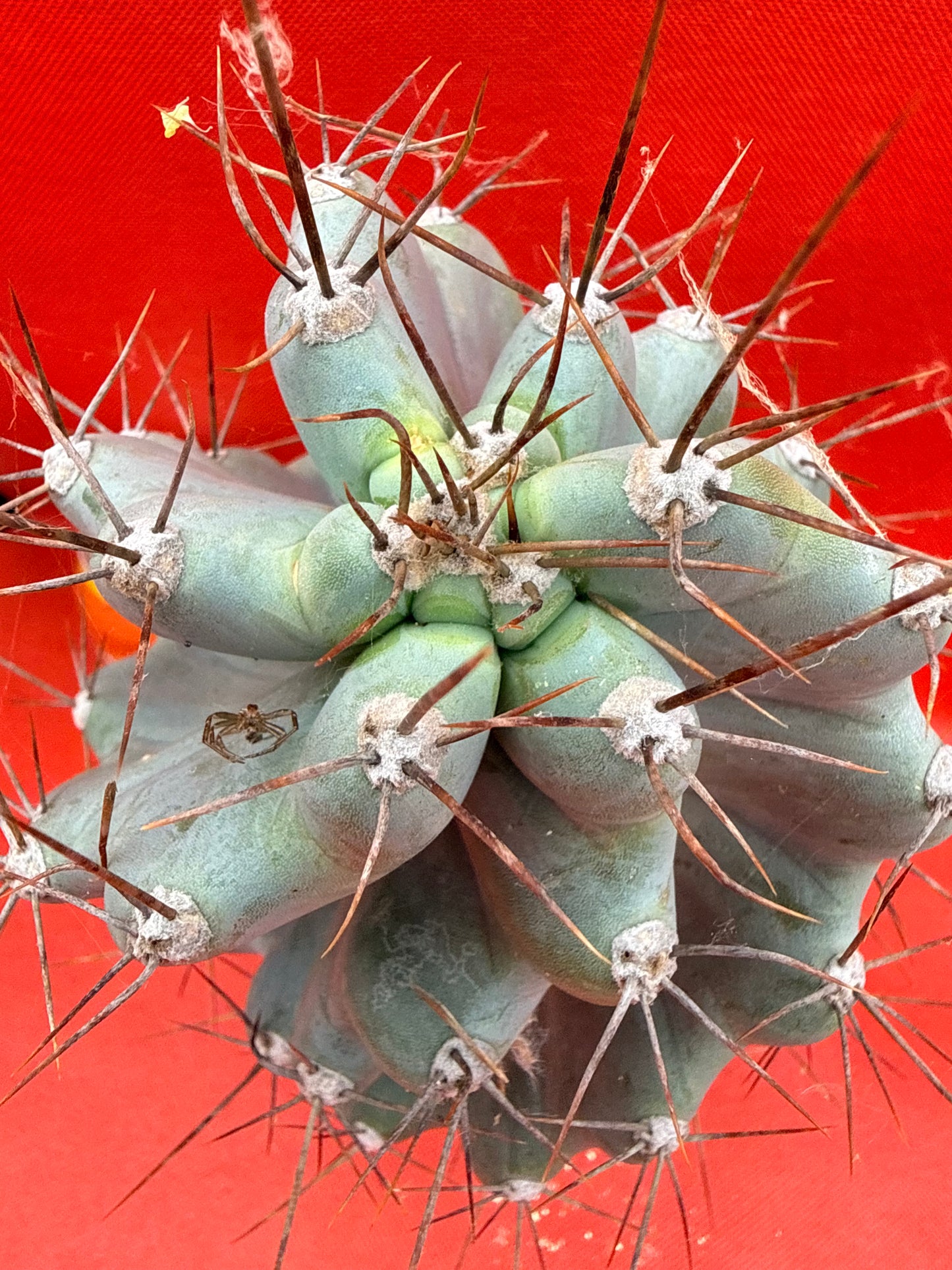 HUGE Spiral cactus