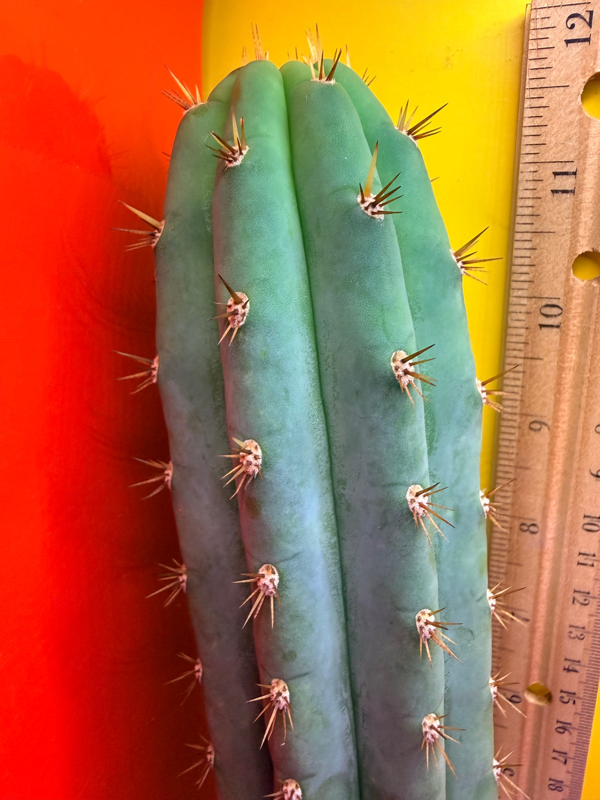Cool San Pedro Cactus !
