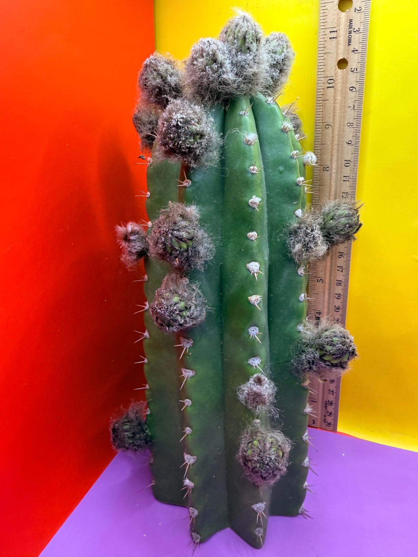 Cacto Hebrido with flower buds , over a Dozen !!!