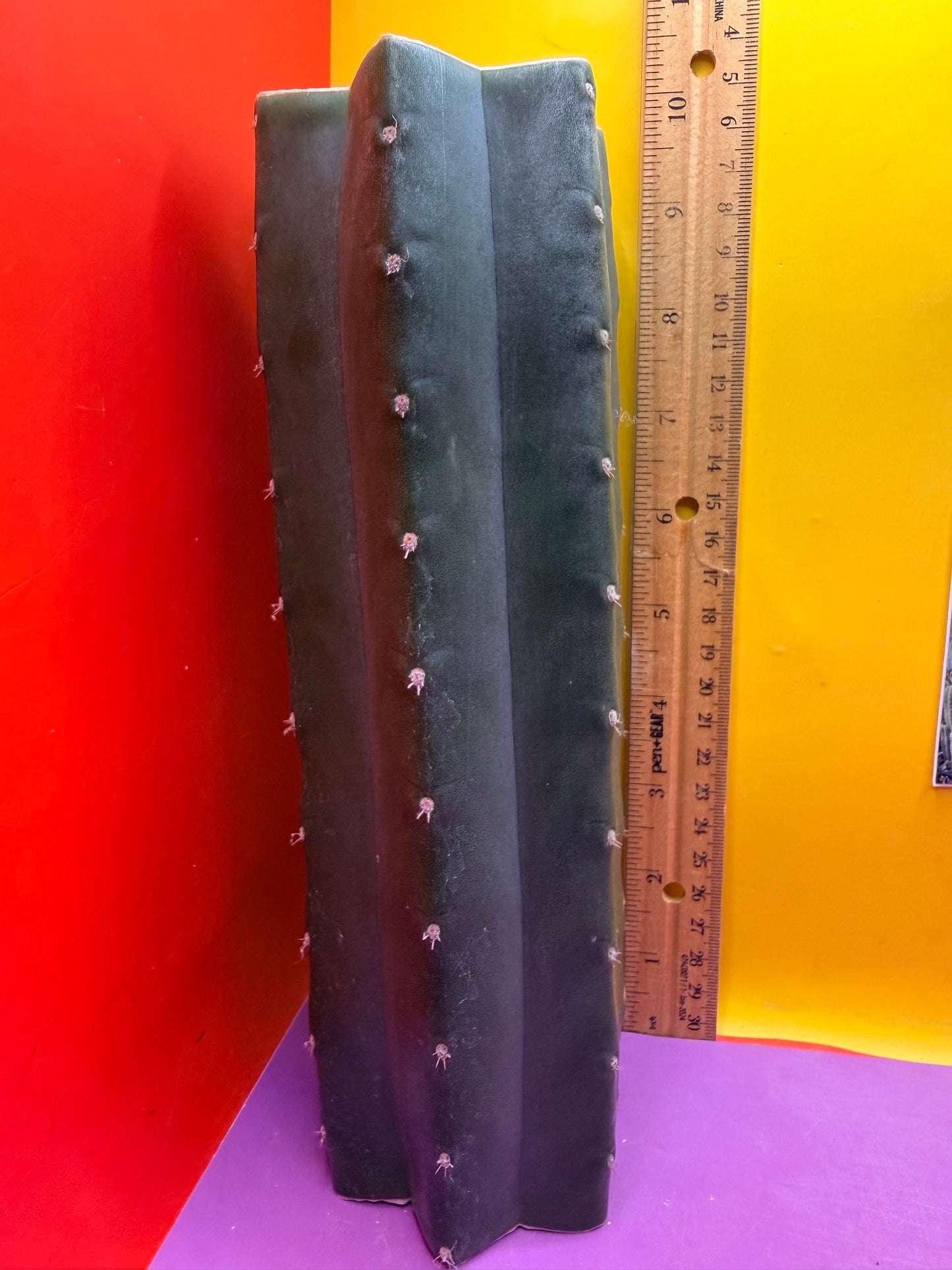 Mature Cahuilla cactus Mid section cutting