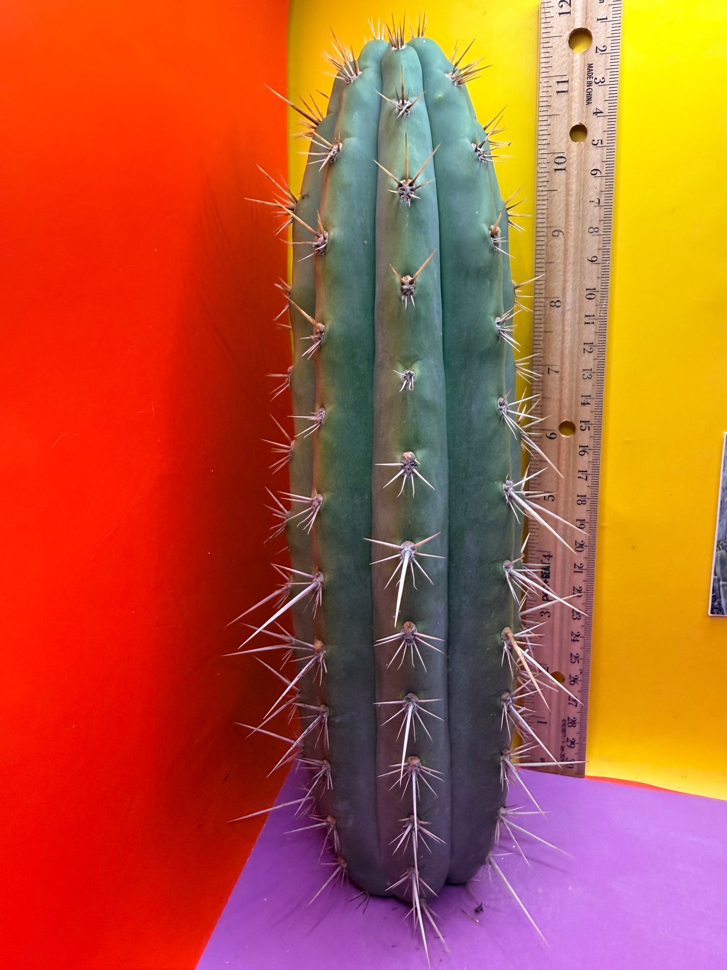 Trichocereus Puquiensis - cv “Linda”