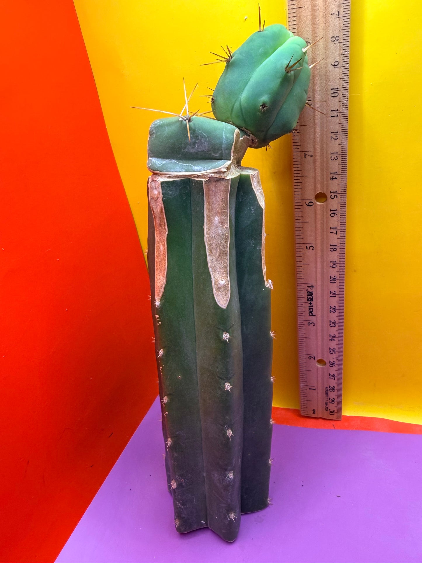 Cactus Kate Bridgesii Graft