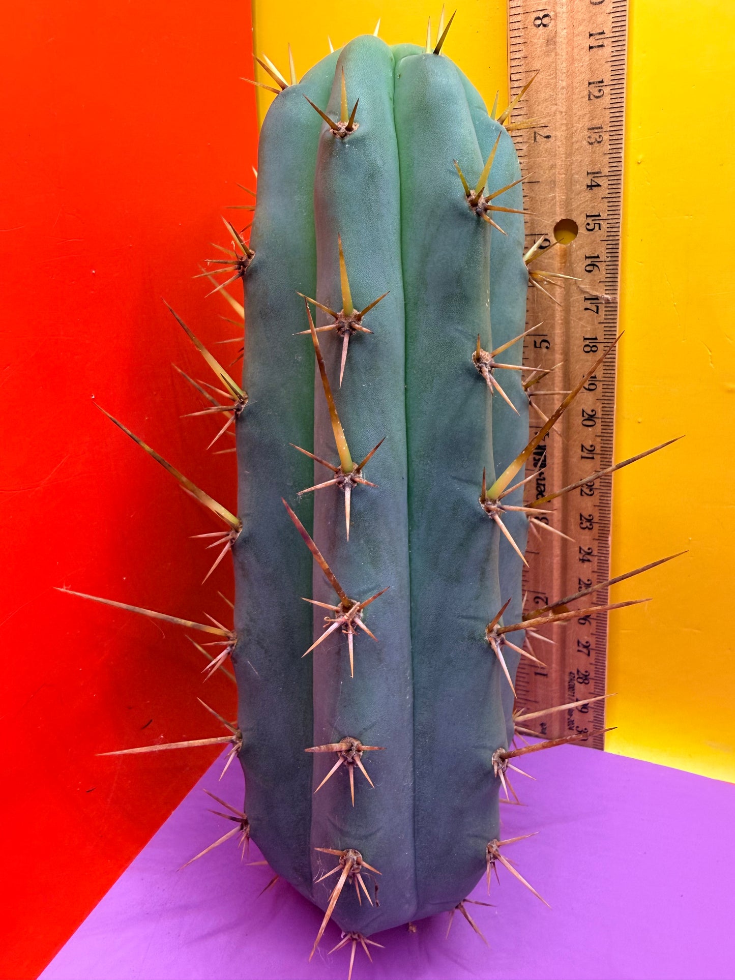 TIG X YOWIE- SAN pedro cactus