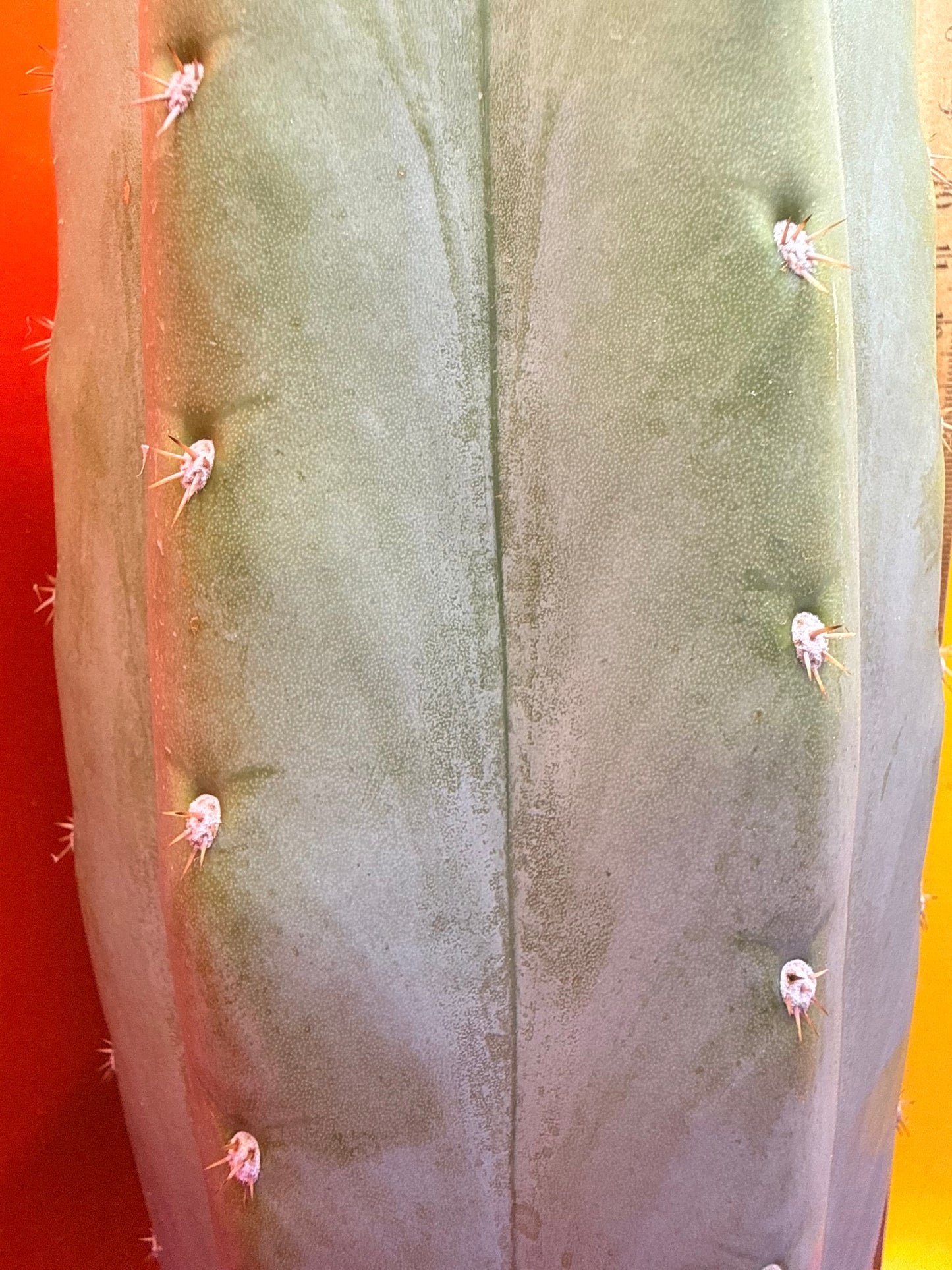 Blue Juules Giant !