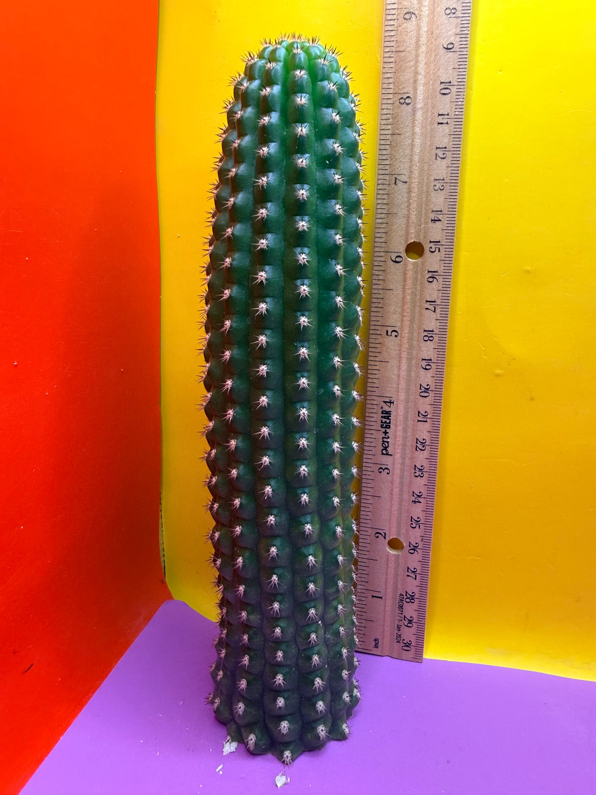 Trichocereus Brevispinulosus