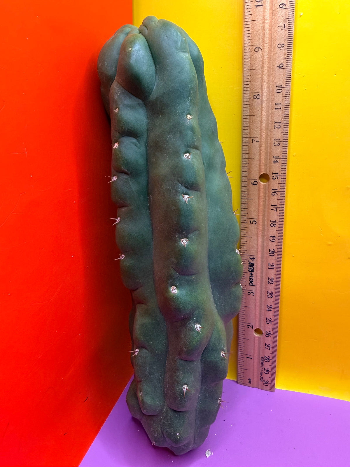 Monstrose San Pedro cactus - TPM !