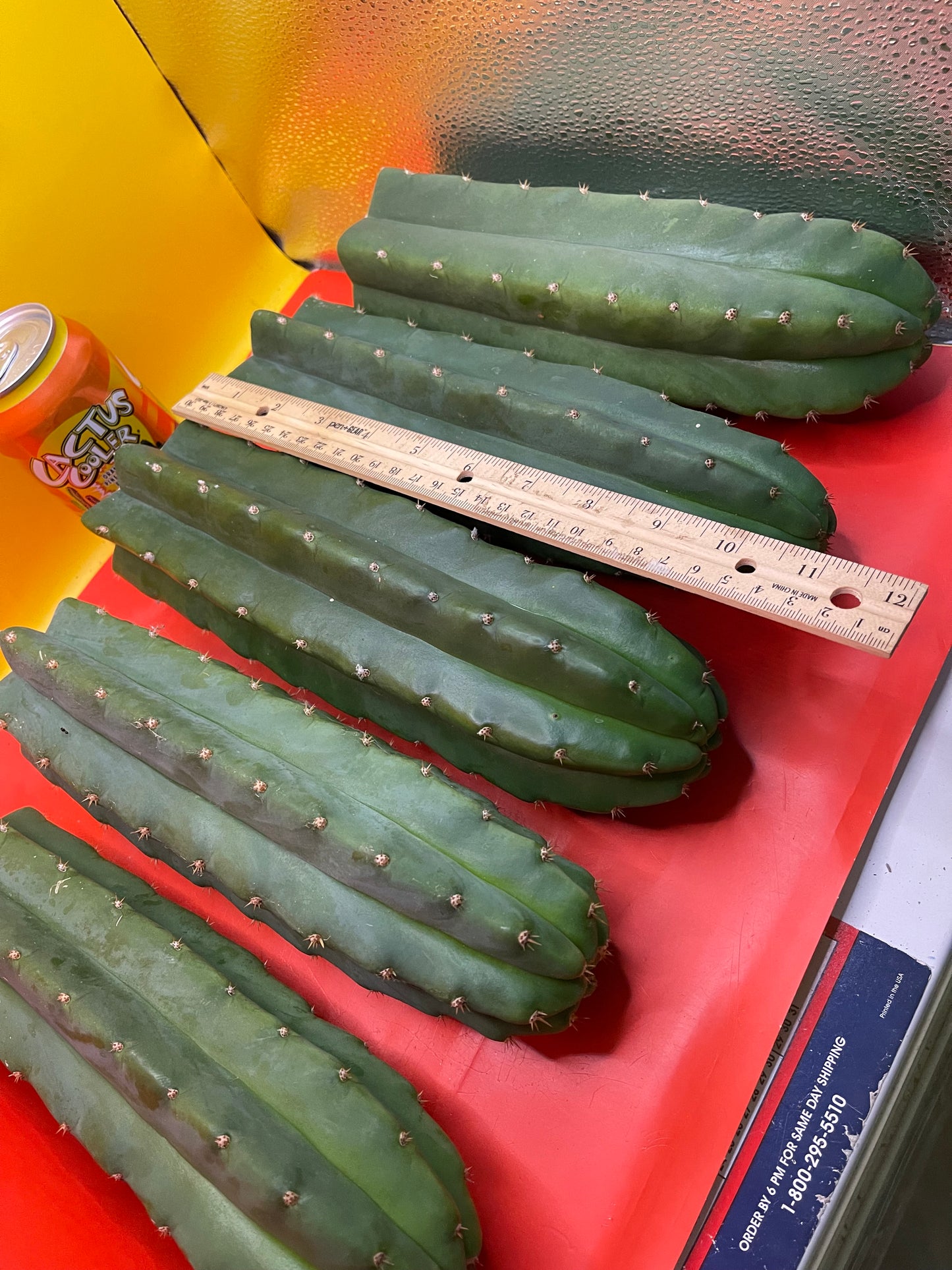 SAN PEDRO CACTUS CUTTING !