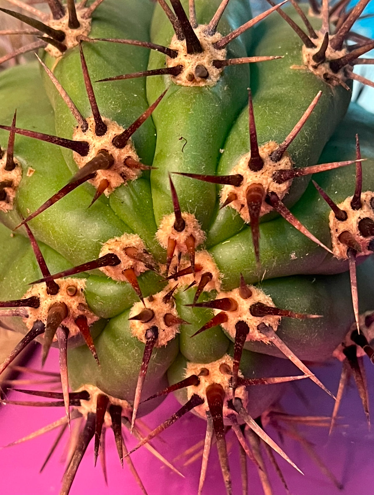 Trichocereus tacaquirensis seeds !