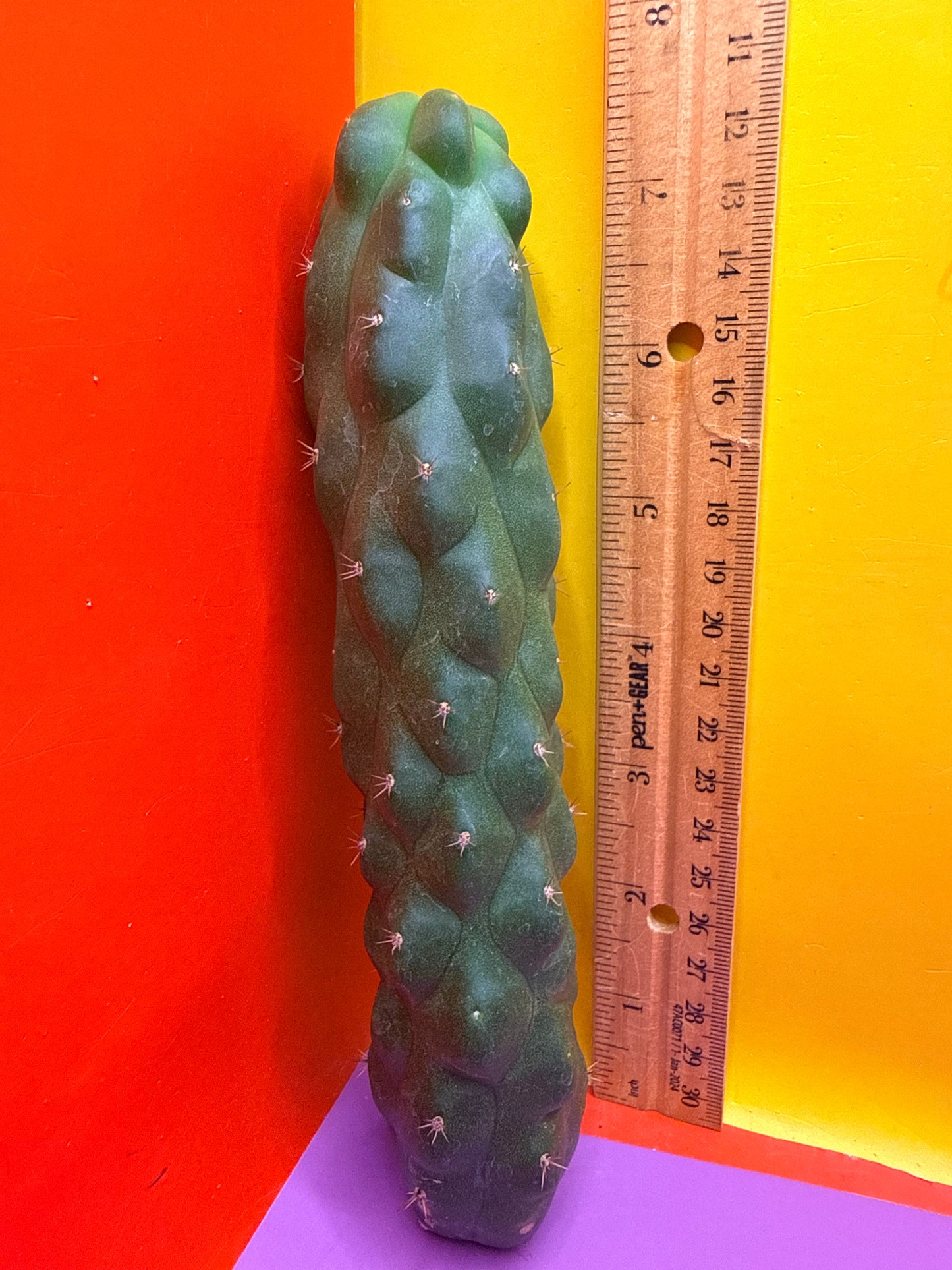 Monstrose San Pedro Cactus! This exact one