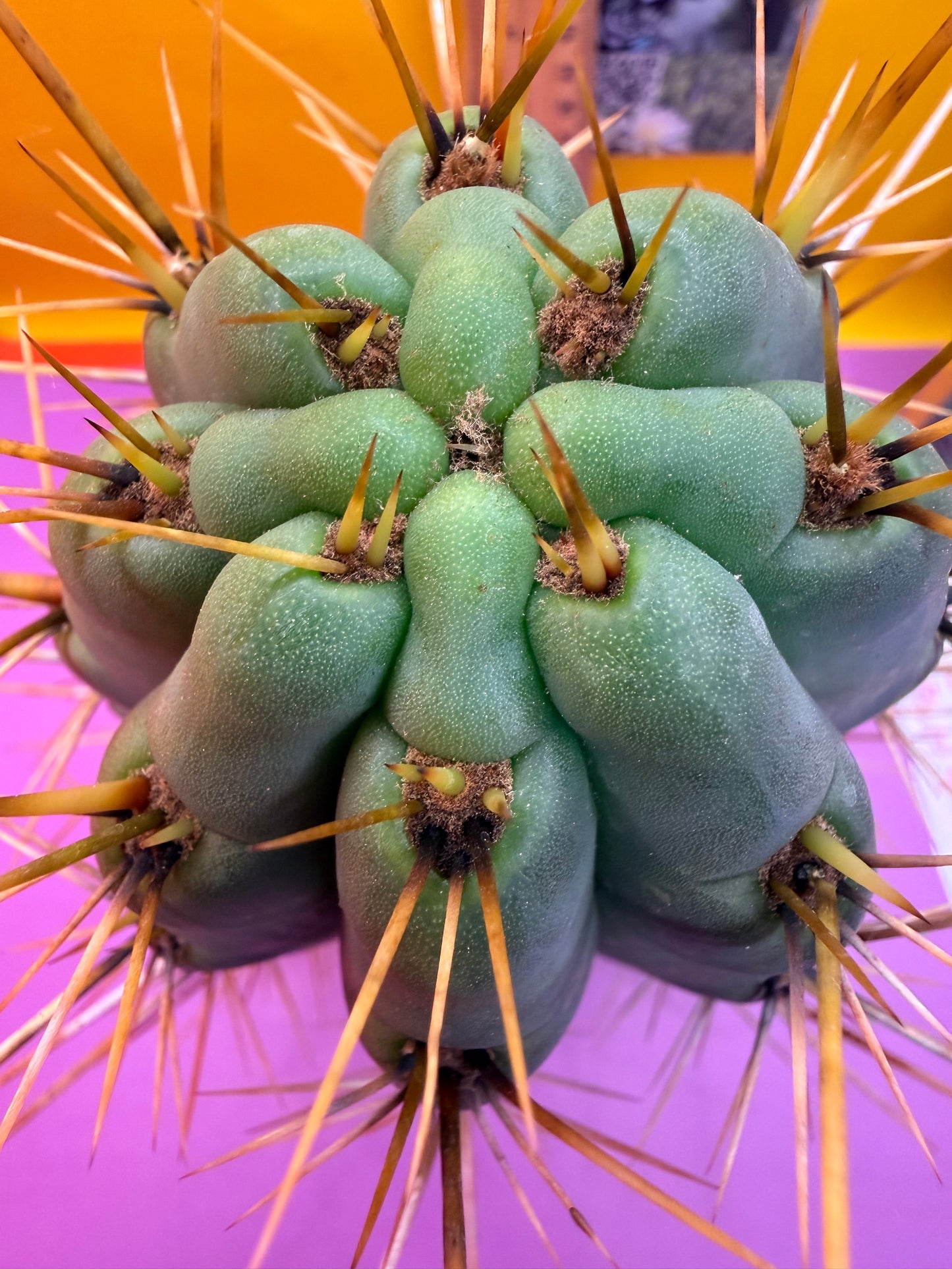 HUGE “SWAMP THING” 3.5”inches thick trichocereus Cultivar !! Super thick