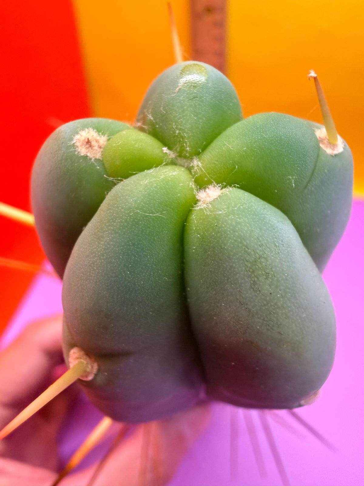 Trichocereus Bridgesii cutting of “DEL DIOS”