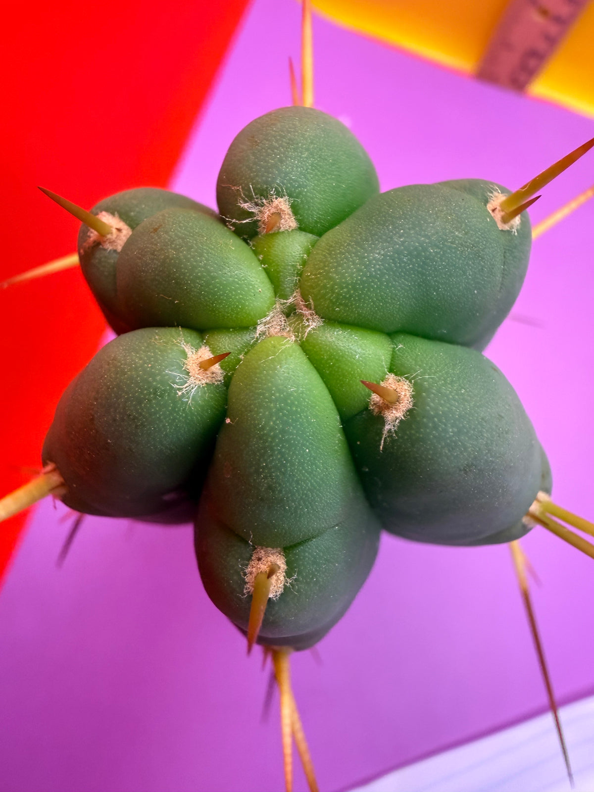 “H1” Trichocereus Bridgesii