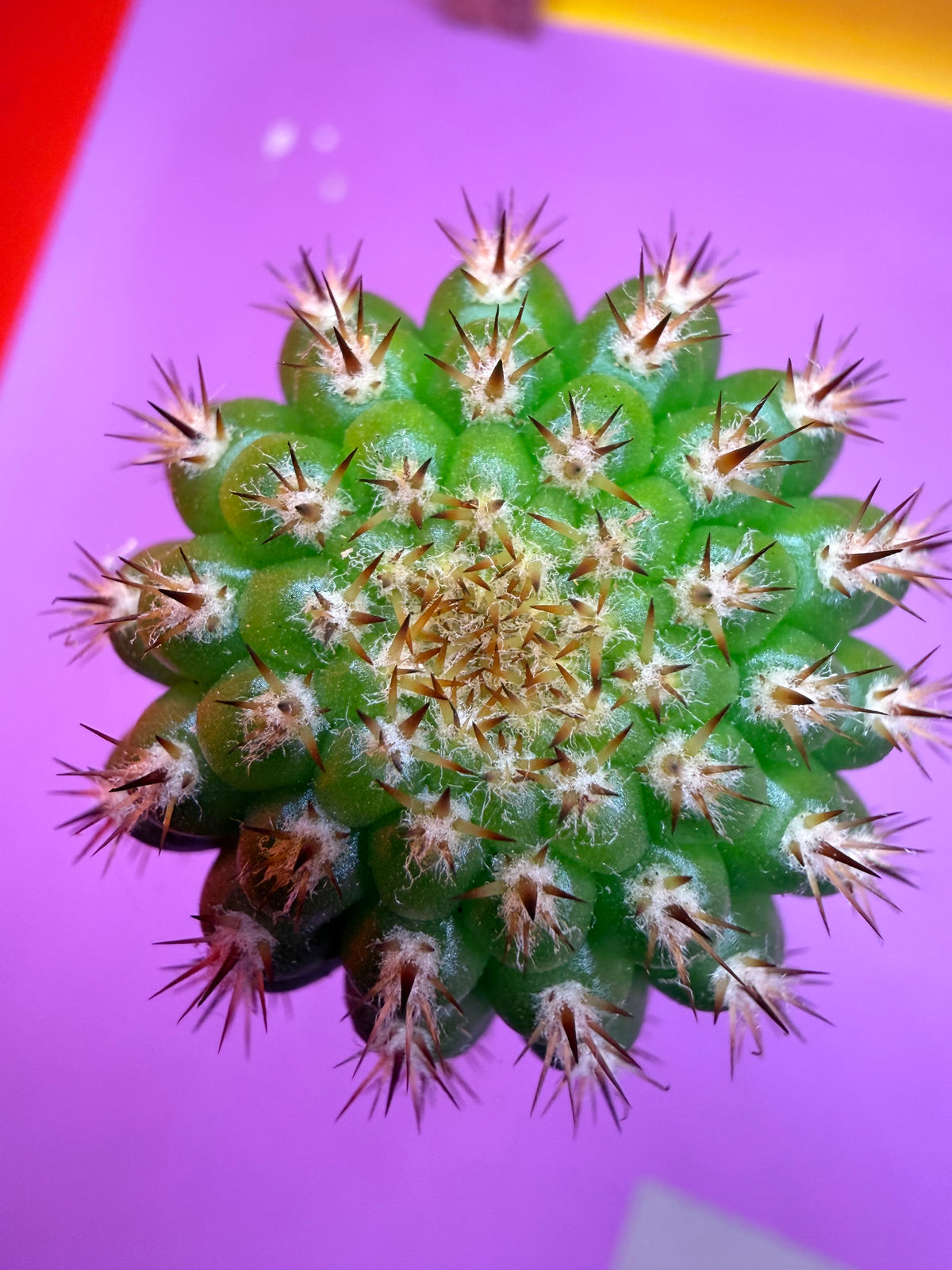 Trichocereus Brevispinulosus