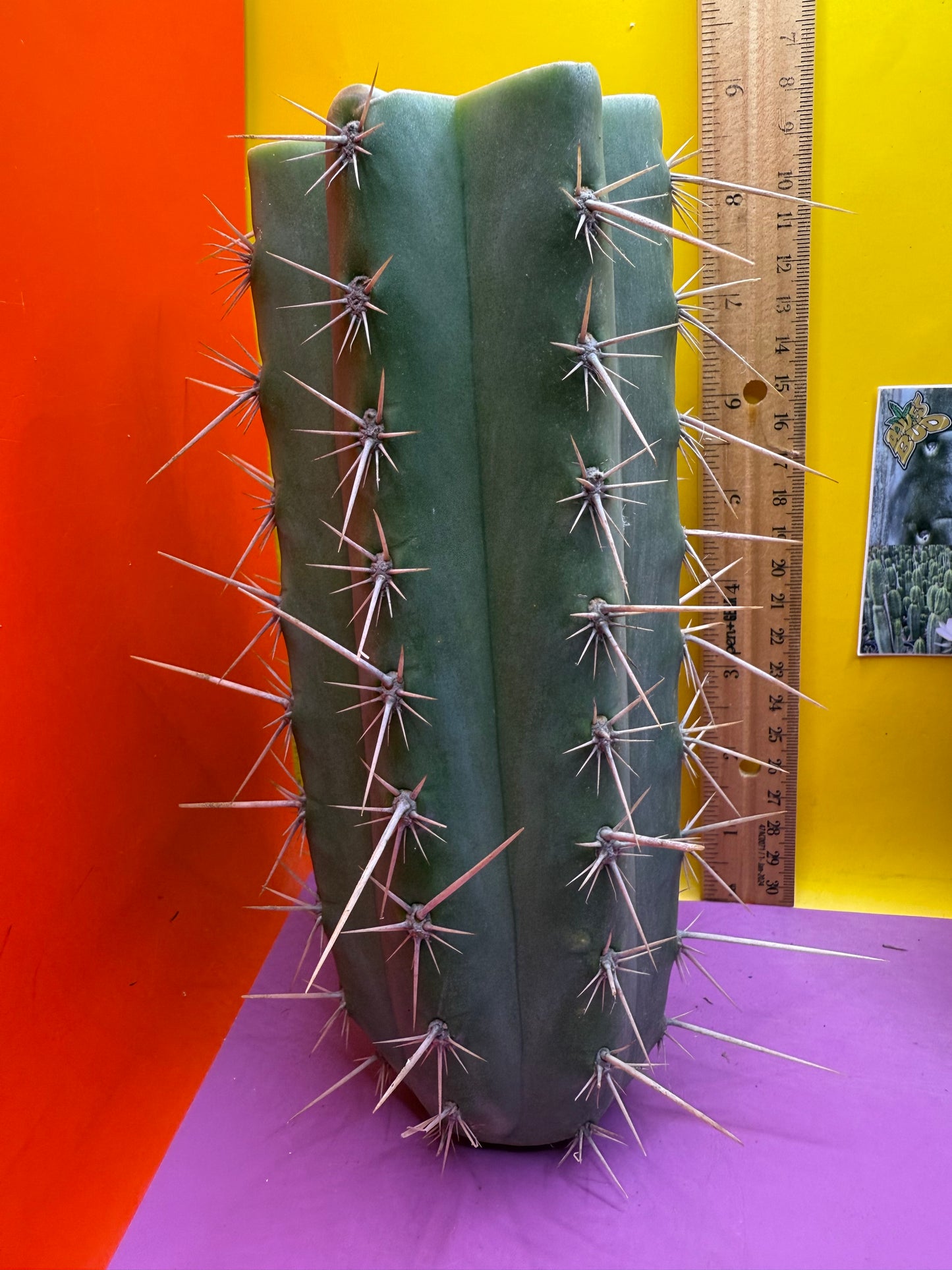 Trichocereus puquiensis