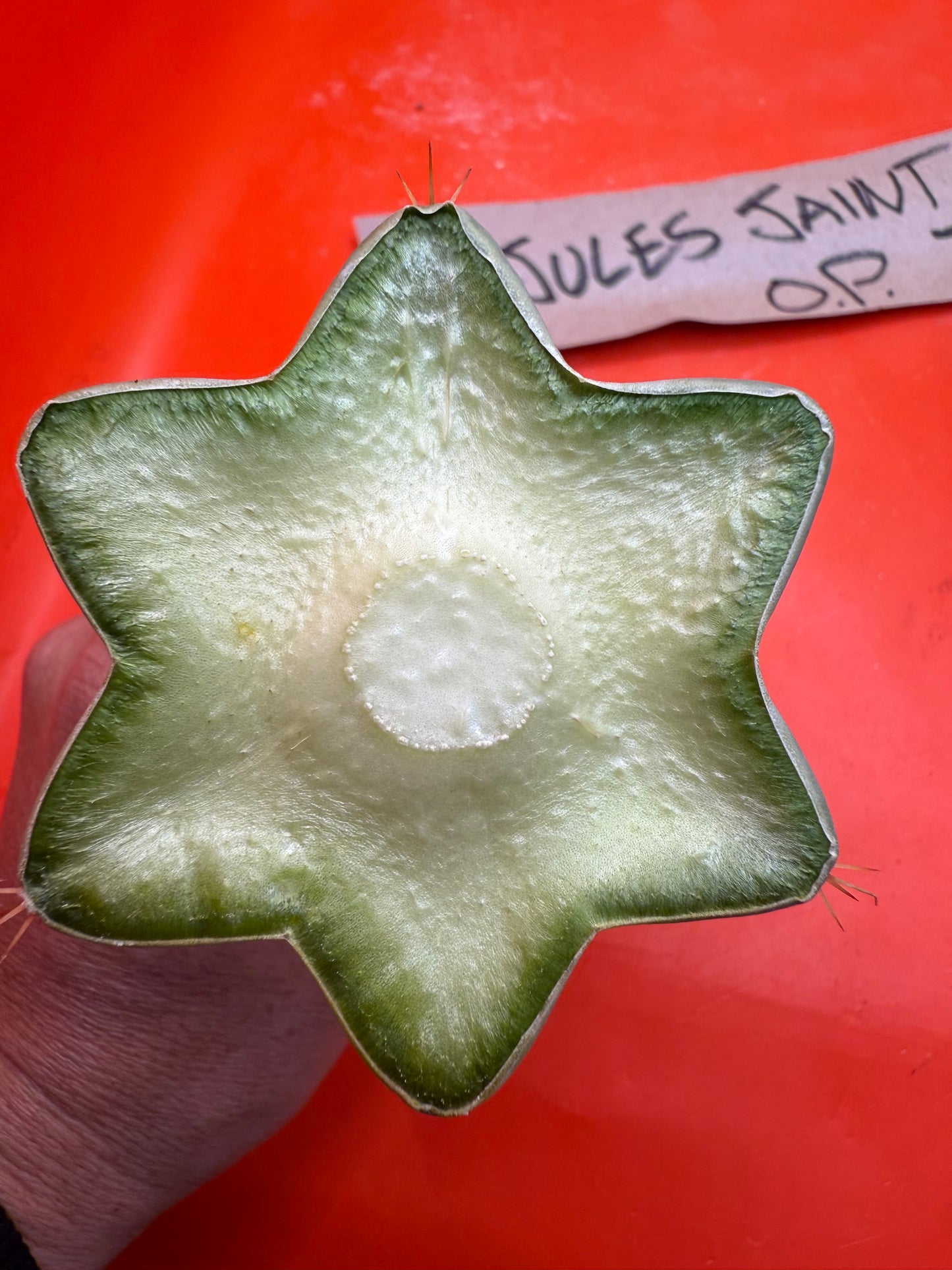 Jacks Juuls JJ  O.P. “Type-A” cactus cutting JJOP