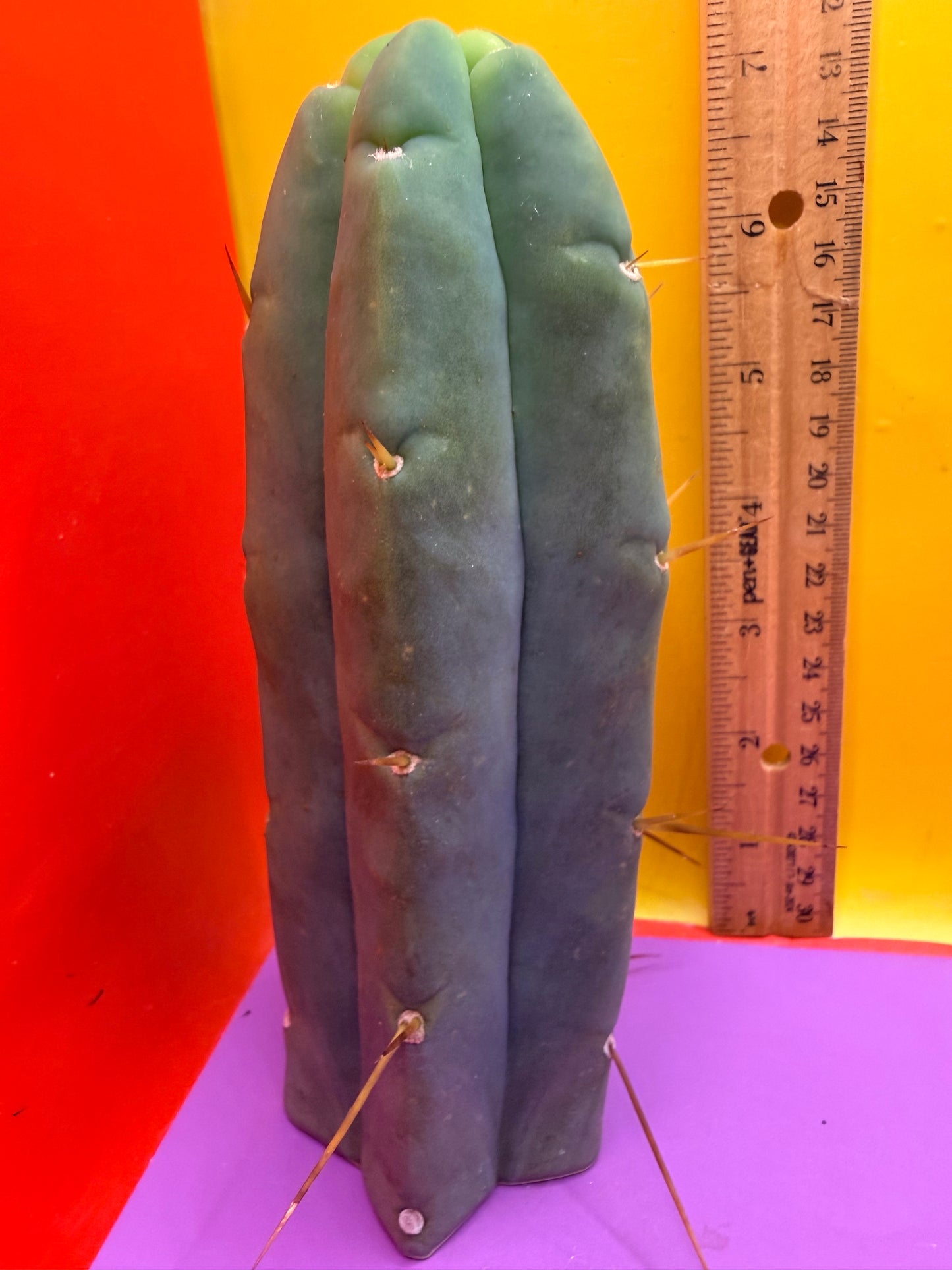 Trichocereus Bridgesii cutting of “DEL DIOS”