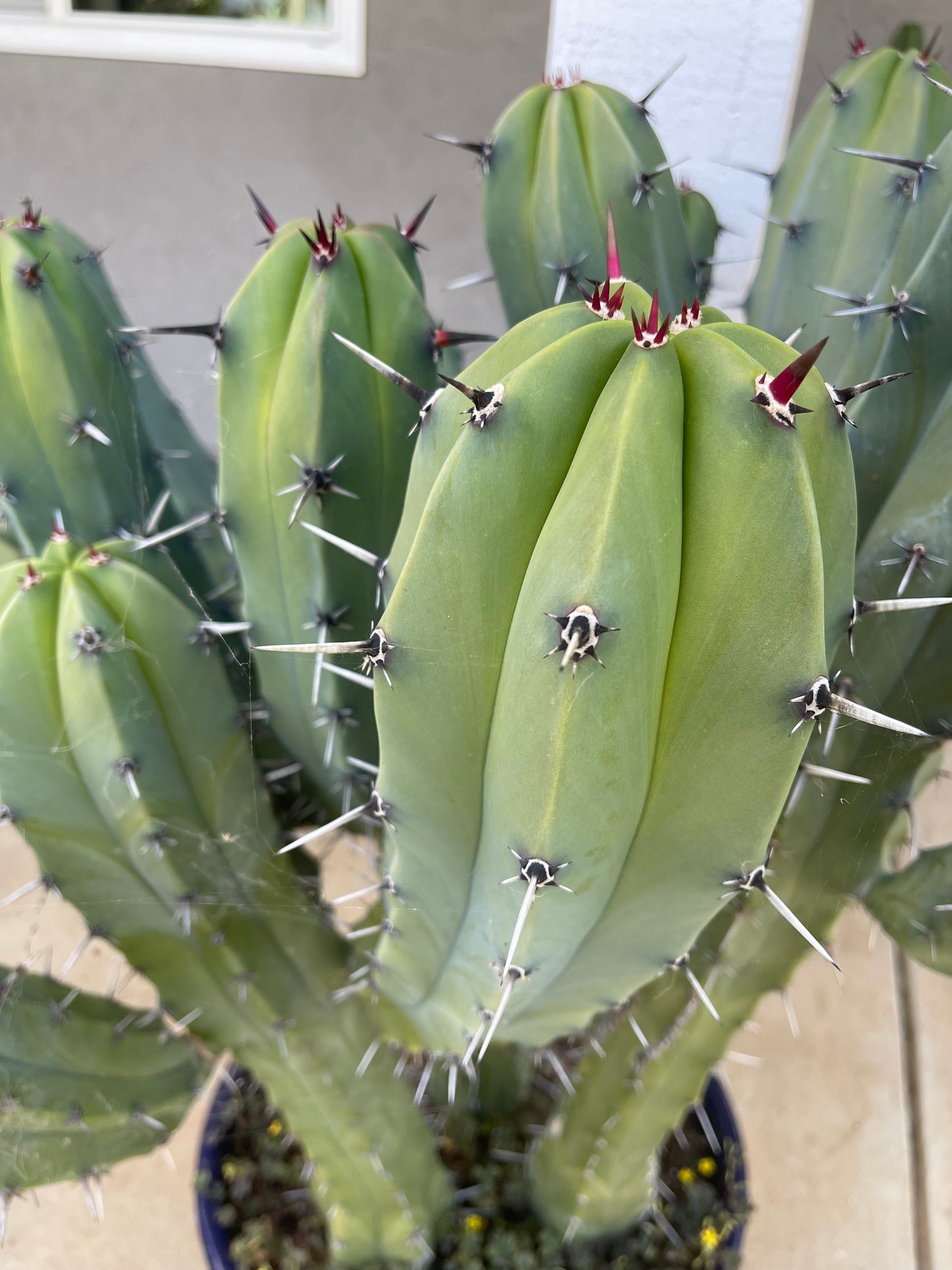 50 Myrtillocactus seeds