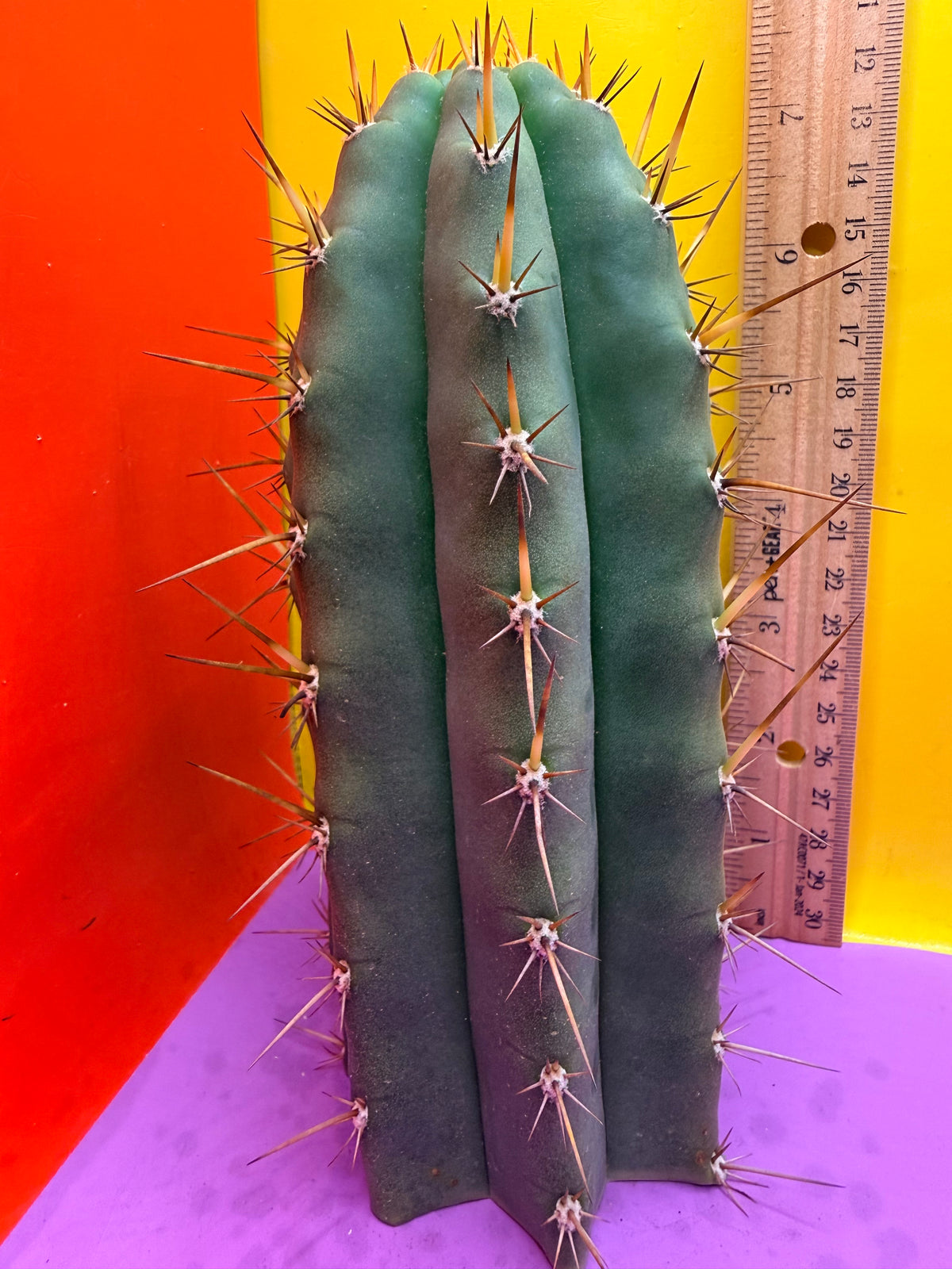 “RC’s T.P. 🧻”  trichocereus peruvianus !!