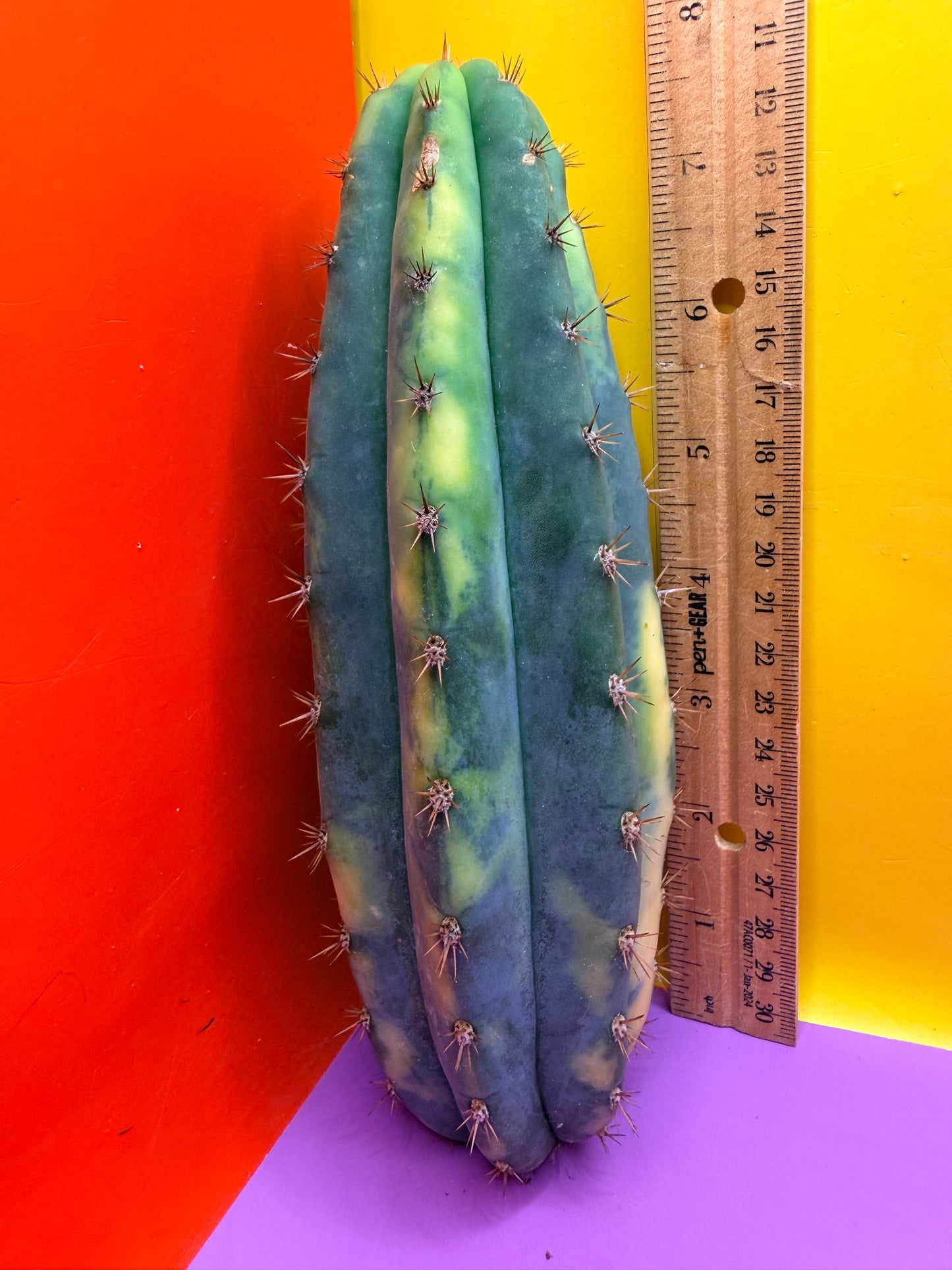 Varigated San Pedro !