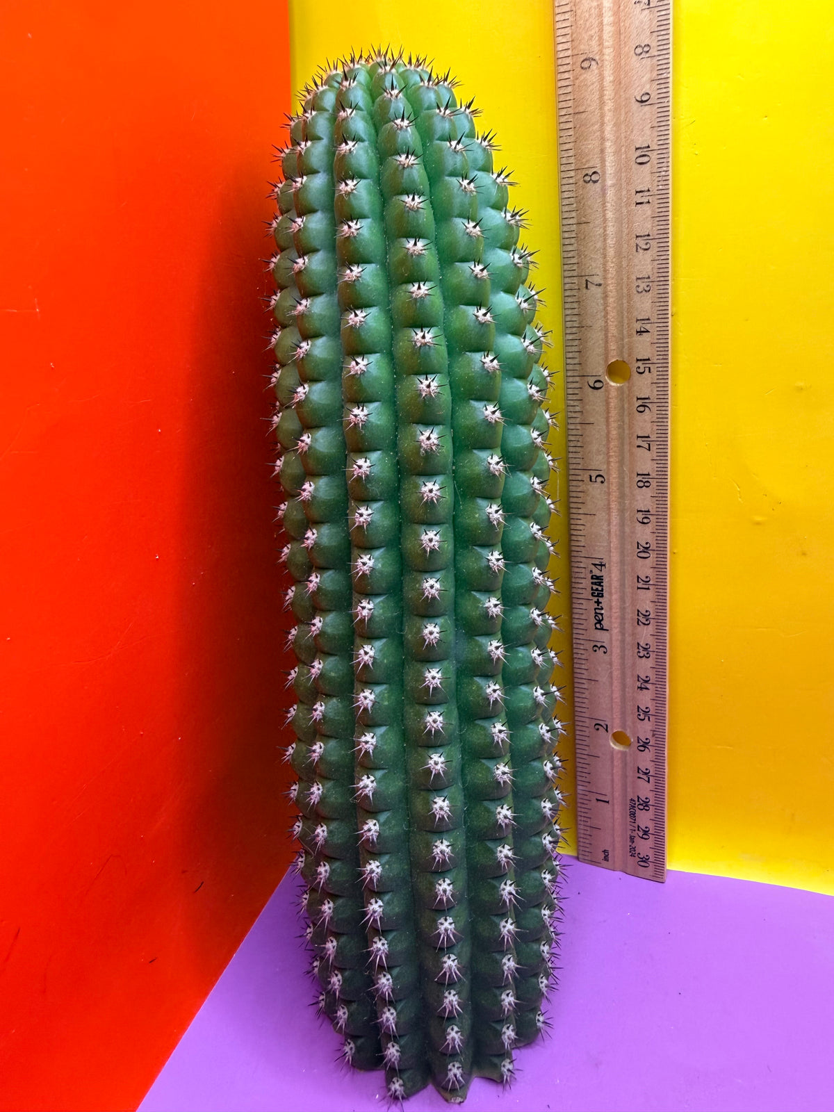 Trichocereus Brevispinulosus