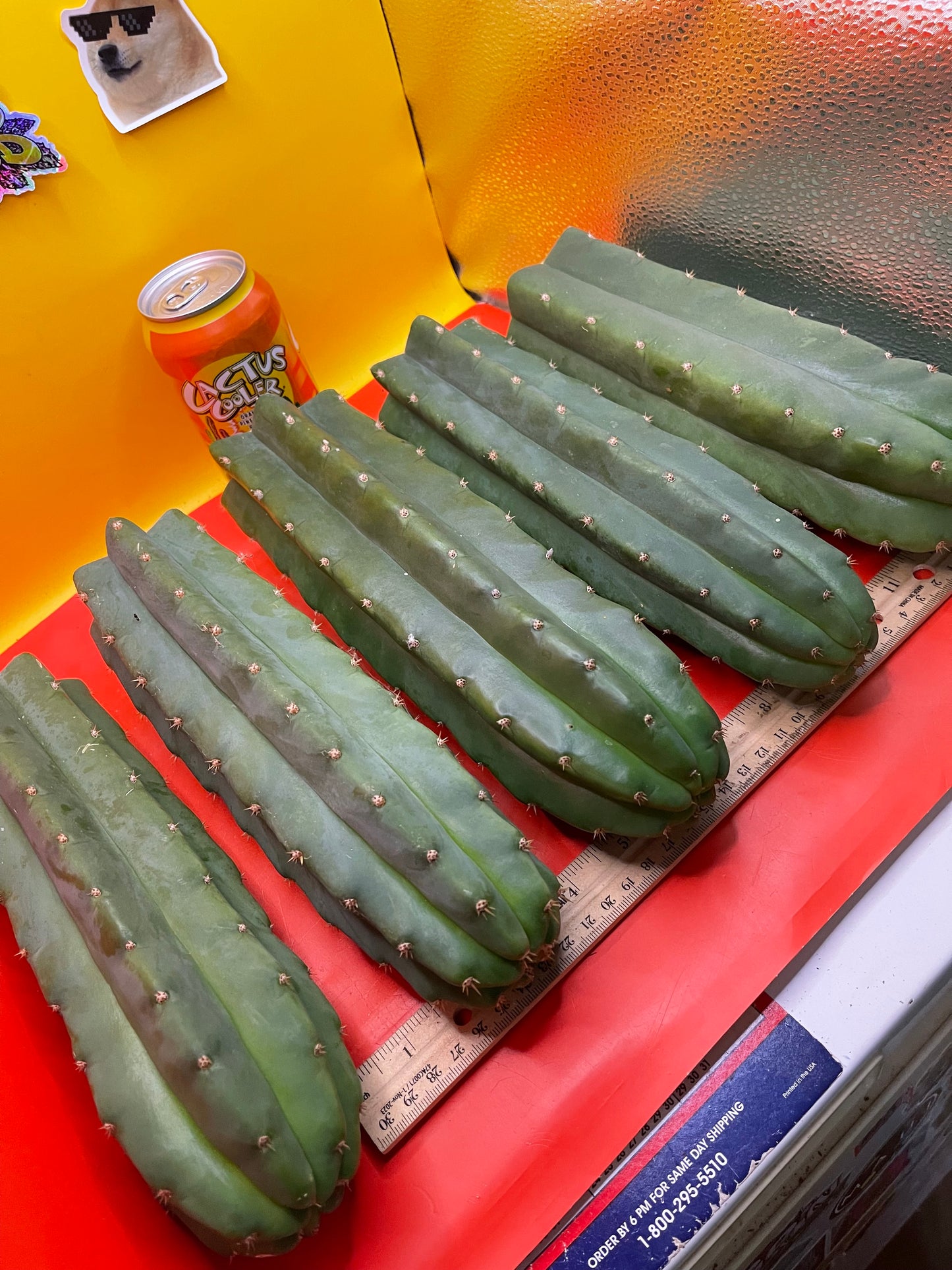 San Pedro Cactus cutting - Medium 8”-10”ready to ship !