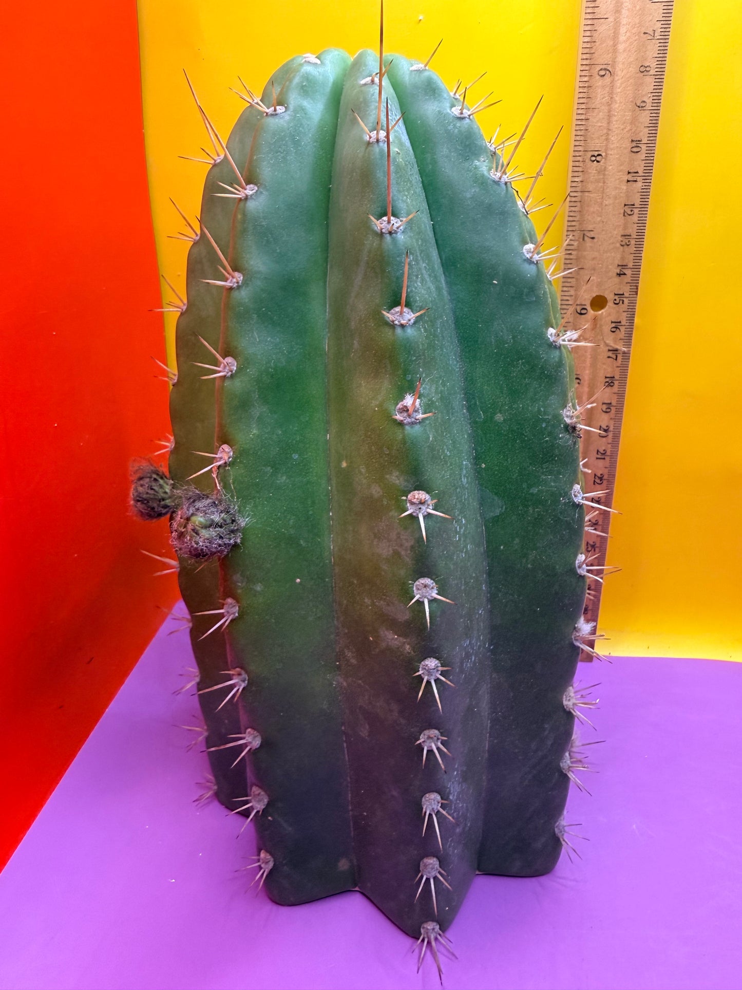 CACTO HEBRIDO with Flower Buds over 4.5” THIC !