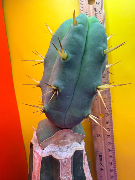 “Jimzz twin spines” grafted cactus