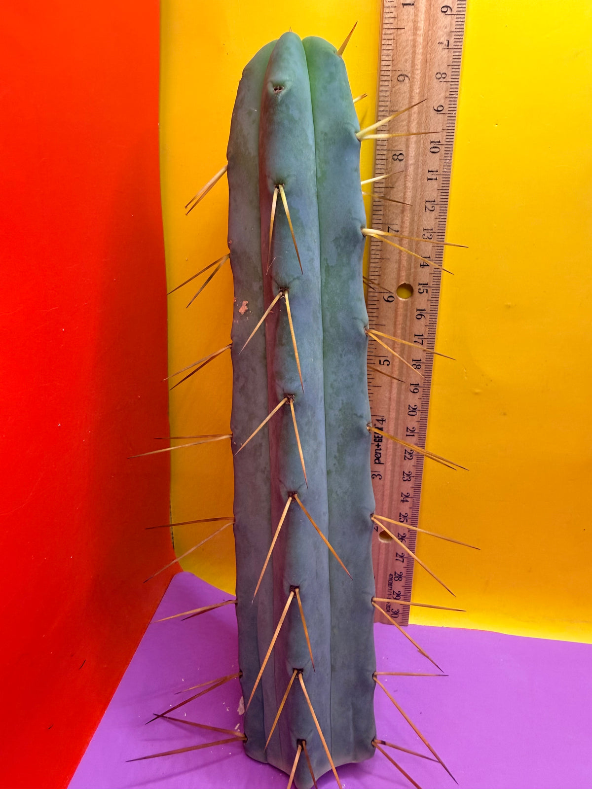 Jiimz Twin Spine !