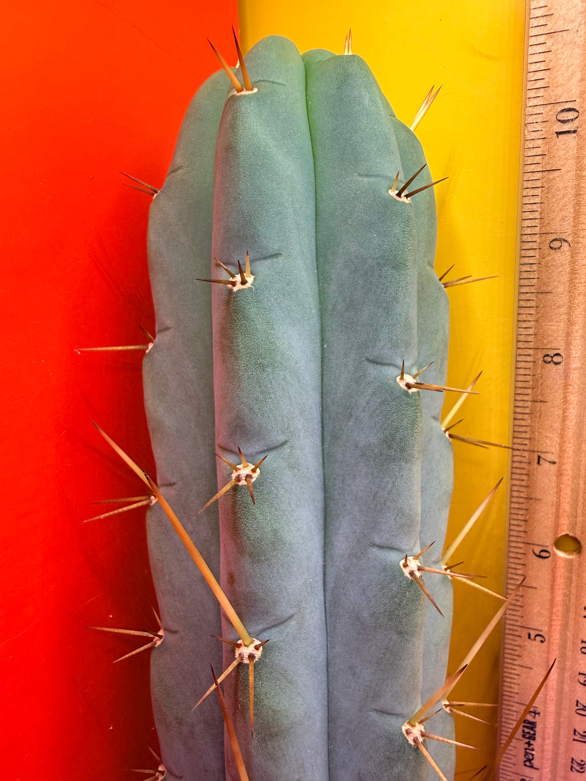 Yowie x Wowie cactus cutting