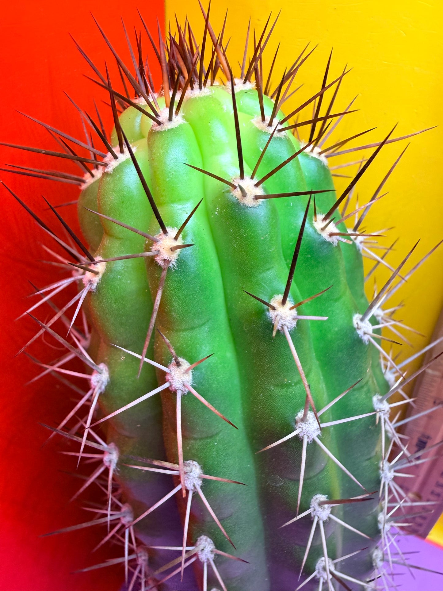 Trichocereus thelegonus