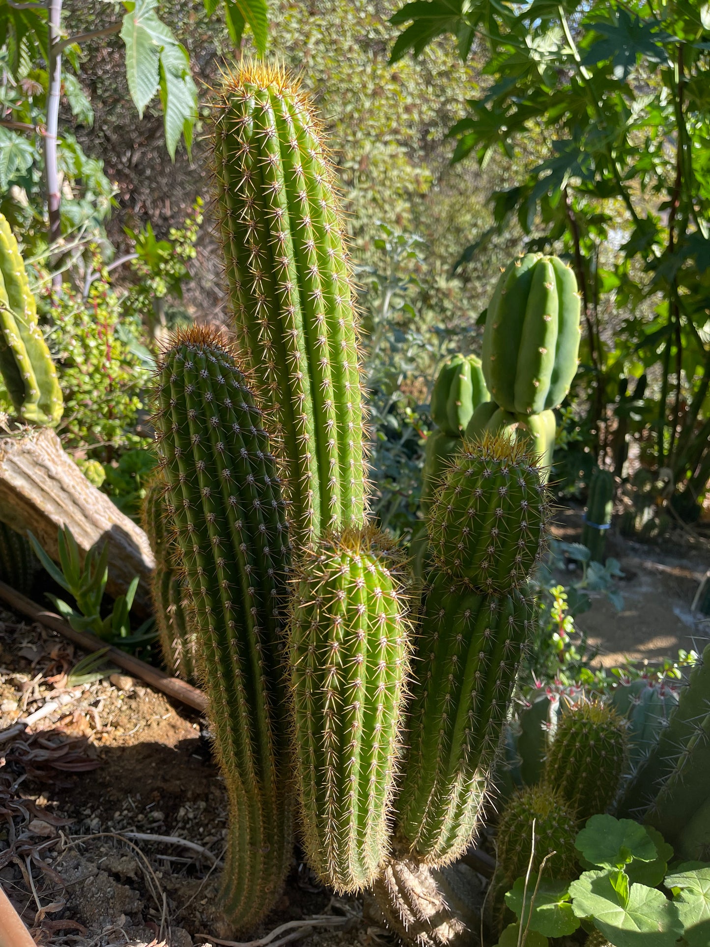 Trichocereus  Spachianus seeds