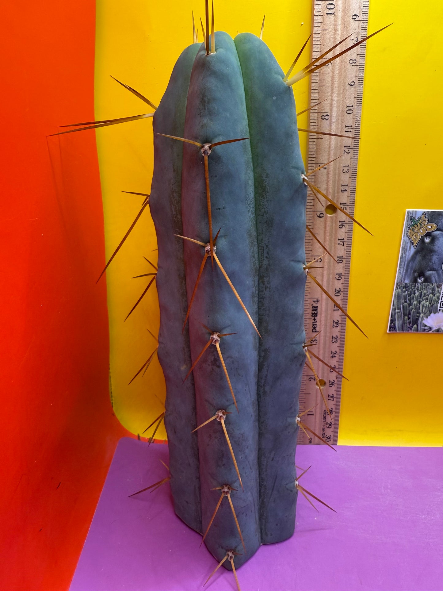 “H1” Trichocereus Bridgesii